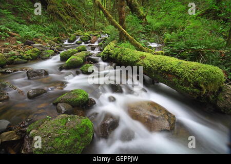 Géographie / voyages, USA, Utah, Ruckel Creek, Columbia River Gorge, Banque D'Images
