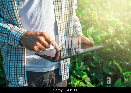 Farmer using digital tablet computer dans les cultures de soja cultivés, champ d'application de technologie agricole moderne de plus en plus ac Banque D'Images