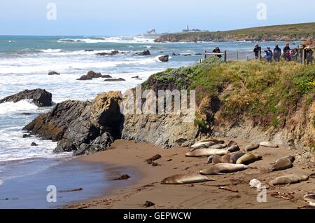 Géographie / billet, États-Unis, Californie, San Simeon, éléphant de mer, Banque D'Images