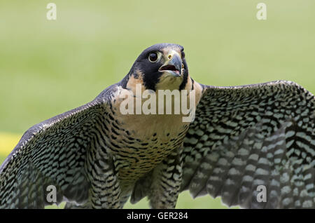 Le faucon pèlerin, et historiquement connue comme le canard hawk en Amérique du Nord, est un oiseau de proie. Banque D'Images