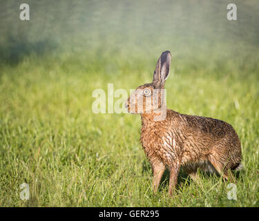 Lièvre brun en champ,alerte, humide de baignade en flaque (Lepus europaeus) Banque D'Images