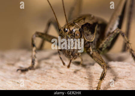 Bush sombre (Pholidoptera griseoaptera cricket). Bush-cricket dans la famille Tettigoniidae montrant la tête, yeux composés et des palpes labiaux Banque D'Images