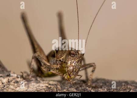Bush sombre (Pholidoptera griseoaptera) cricket au lissage. Bush-cricket en famille Tettigoniidae montrant les yeux de la tête et des palpes labiaux Banque D'Images