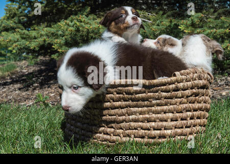 Sept semaines merle rouge et rouge tri chiens, chiots berger australien, dans un panier Banque D'Images