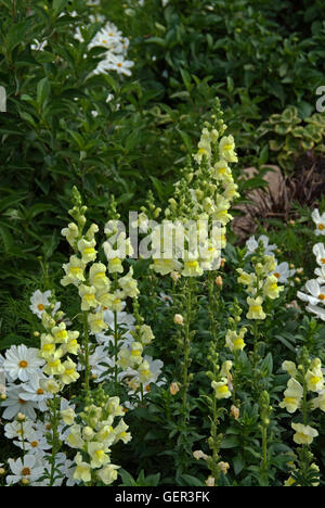 Antirrhinum muflier, jaune pâle, Banque D'Images