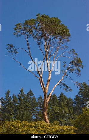 L'arbousier, arbre, ciel, Banque D'Images