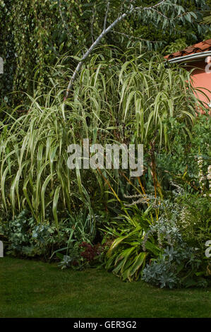 Arundo donax variegata, dans jardin Banque D'Images