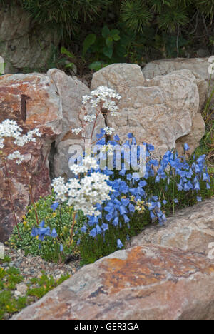 Campanula dans rock garden Banque D'Images