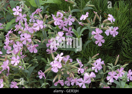 Saponaria lempergii 'Max Frei' - Saponaire Max Frei Banque D'Images