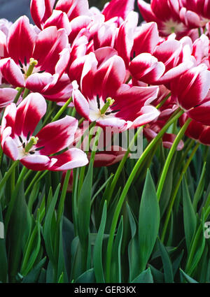 Tulipa, Leen van der Mark ,triomphe , tulip Banque D'Images