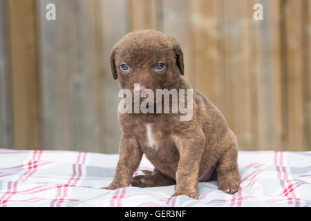 Cinq semaines Chesapeake Bay Retriever puppy Banque D'Images