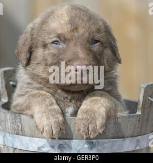 Cinq semaines Chesapeake Bay Retriever puppy Banque D'Images