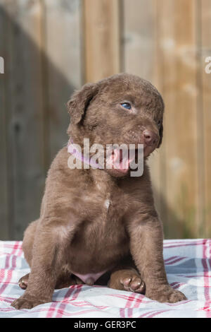 Cinq semaines Chesapeake Bay Retriever puppy Banque D'Images