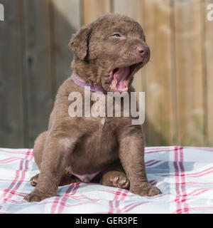 Cinq semaines Chesapeake Bay Retriever puppy Banque D'Images