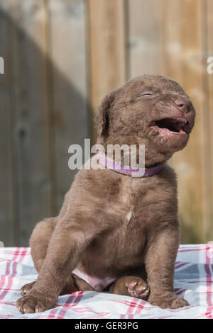 Cinq semaines Chesapeake Bay Retriever puppy Banque D'Images