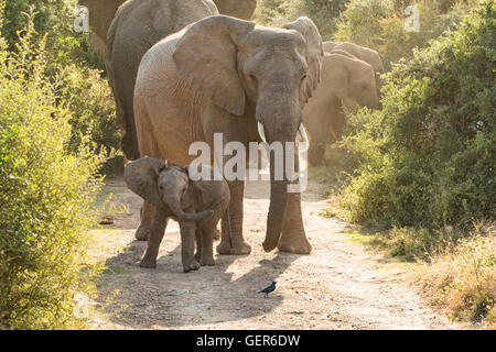 Elephant calf pratiquant d'être brave Banque D'Images