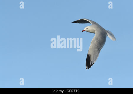 Goéland d'Audouin Larus audouinii - adultes - été Banque D'Images