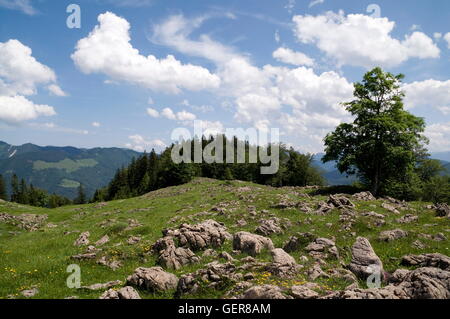 Géographie / voyage, Allemagne, Bavière, Autriche, Tyrol, Traunstein, Chiemgau, Luftbodensteig, Rauhe Nadel, Alpes de Chiemgau, Fellhorn, Kitzbuehel, Banque D'Images