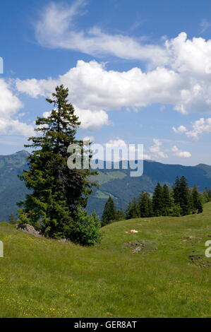 Géographie / voyage, Allemagne, Bavière, Autriche, Tyrol, Traunstein, Chiemgau, Luftbodensteig, Rauhe Nadel, Alpes de Chiemgau, Fellhorn, Kitzbuehel, Banque D'Images