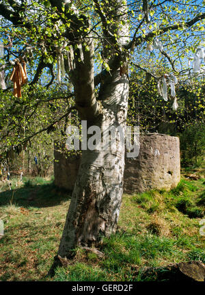 Des bandes de tissu (clouties) pendent en hêtre au St Mary's Well, Culloden, Inverness. Une ancienne de guérison païen christianisé en partie bien Banque D'Images