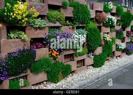 Mauer, bluehenden mit Blumen mit Blumen fuer Aussparungen Mauerwerk Banque D'Images