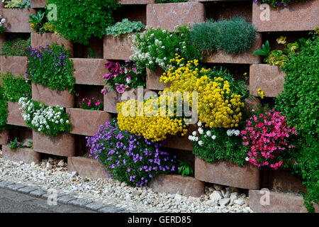 Mauer, bluehenden mit Blumen mit Blumen fuer Aussparungen Mauerwerk Banque D'Images