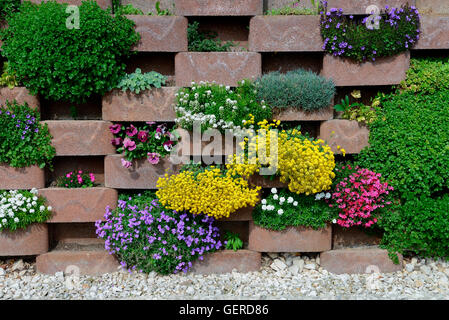 Mauer, bluehenden mit Blumen mit Blumen fuer Aussparungen Mauerwerk Banque D'Images