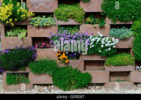 Mauer, bluehenden mit Blumen mit Blumen fuer Aussparungen Mauerwerk Banque D'Images