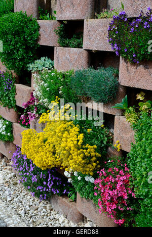 Mauer, bluehenden mit Blumen mit Blumen fuer Aussparungen Mauerwerk Banque D'Images