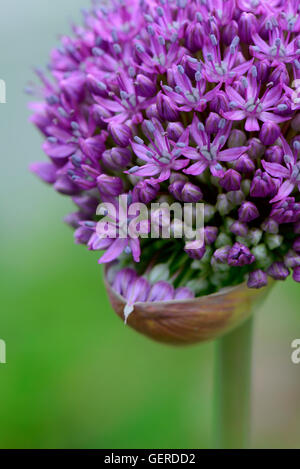 Sternkugel-Lauch, Allium cristophii Banque D'Images