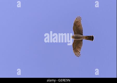 Fliegender Sperber, Niedersachsen, Deutschland (Accipiter nisus) Banque D'Images