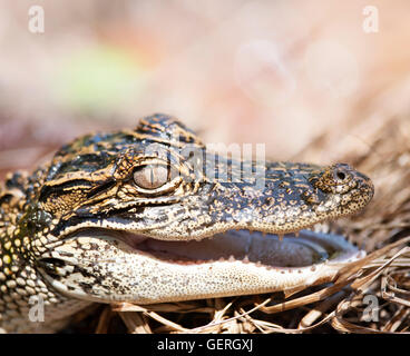 Jeune Alligator , close up Banque D'Images