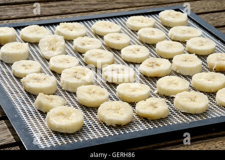 Séchage à l'aide d'une machine à déshydratante électrique pour sécher les  aliments et les herbes à la maison. Séchage des feuilles de basilic à la  maison en machine Photo Stock - Alamy