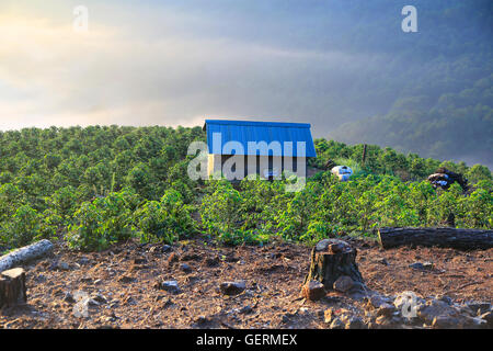 Coffee Plantation Banque D'Images