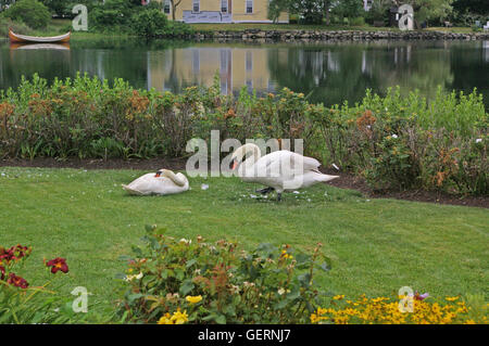 Deux belles et charmantes de cygnes Banque D'Images