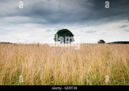 Ciel dramatique au-dessus de champ avec arbre solitaire. Moody et de l'atmosphère. Concept pour la solitude. Banque D'Images