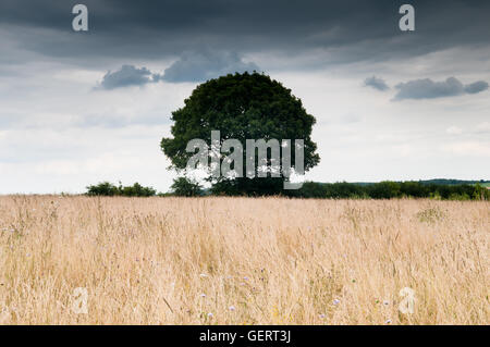 Ciel dramatique au-dessus de champ avec arbre solitaire. Moody et de l'atmosphère. Concept pour la solitude. Banque D'Images