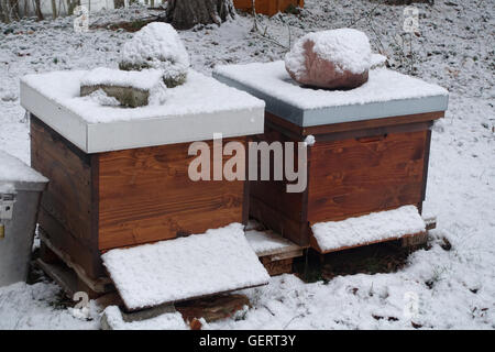 Berlin, Allemagne, les ruches sont couvertes de neige en hiver Banque D'Images