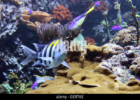 Berlin, Allemagne, le sergent panaméen des poissons dans un aquarium Banque D'Images