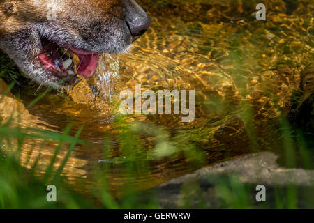 Close up d'un chien d'eau potable à partir d'un flux, UK Banque D'Images