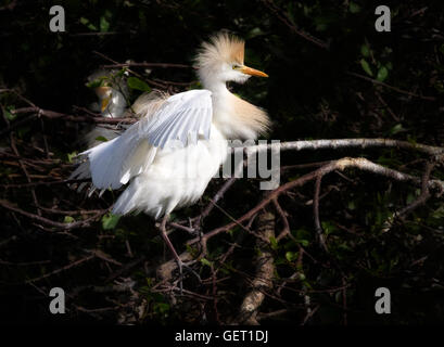 Héron garde-boeufs Bubulcus ibis,, mouches dans sa colonie de nidification , son coéquipier visible en arrière-plan. Banque D'Images