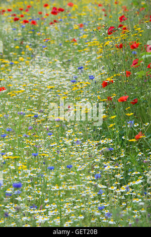 Pré de fleurs sauvages anglais Banque D'Images