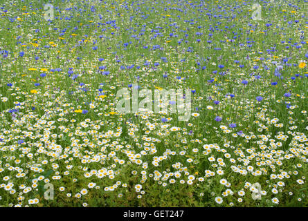 Pré de fleurs sauvages anglais Banque D'Images