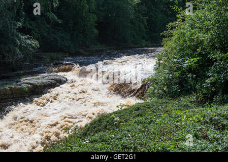 La belle descente sur l'Aysgarth Falls Rivière Ure dans Wensleydale Yorkshire Dales National Park England Royaume-Uni UK Banque D'Images