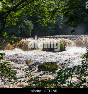 La belle East Aysgarth Falls sur la Rivière Ure dans Wensleydale Yorkshire Dales National Park England Royaume-Uni UK Banque D'Images