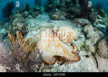 Un poulpe de récif des Caraïbes rampe à travers un récif au large de la côte du Belize. Ce céphalopode est un maître du camouflage. Banque D'Images