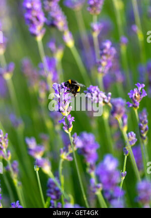 Un Bourdon de descendre sur une tige de lavande à nourrir dans un jardin en Bainbridge North Yorkshire Angleterre Royaume-Uni UK Banque D'Images