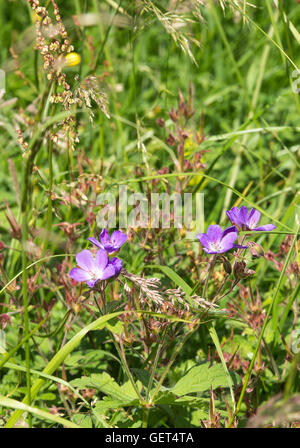 Géranium sanguin Meadow bleu Fleurs dans la campagne près de Penyghent tomba Yorkshire Dales National Park England Royaume-Uni UK Banque D'Images