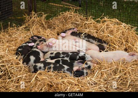 Les porcelets de dormir dans leur enclos à la nouvelle forêt Show, Brockenhurst, Hampshire 26 Juillet 2016 Banque D'Images