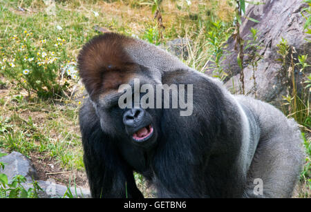 Un gorille mâle au Zoo de Granby. Banque D'Images